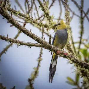 Cloud Forest Birding Expedition