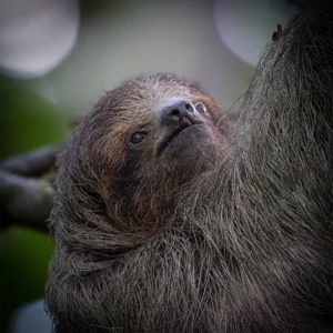 Combo: Sloth Walk + Nighttime Experience