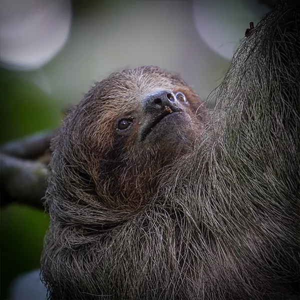 Combo: Sloth Walk + Nighttime Experience