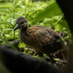 Birds Near La Fortuna