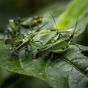 Arenal Observatory Full-Day