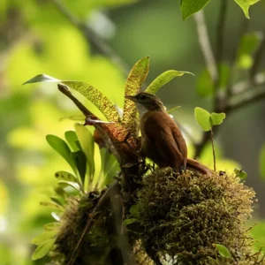 Juan Castro Blanco Cloud Forest Hike