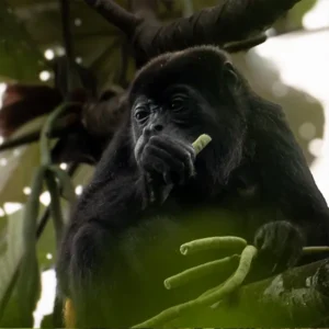 Caño Negro Wildlife Refuge – Boat Experience