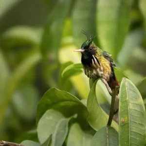 Arenal Observatory Bird Walk
