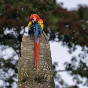 Boca Tapada Wetlands & Rainforest