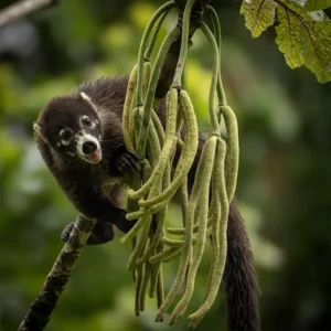 Tapir Valley – Hidden Birds