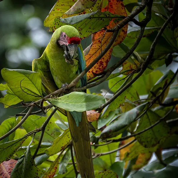 Combo: Arenal Observatory Birding + Sloths - Image 10