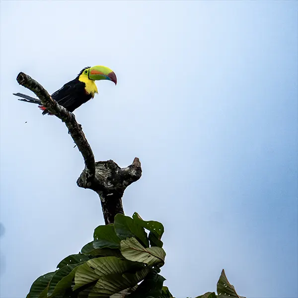 Boca Tapada Wetlands & Rainforest - Image 10