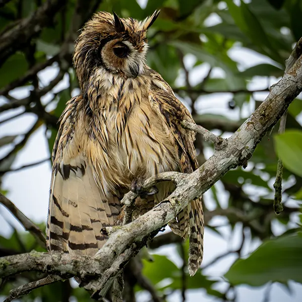 Boca Tapada Wetlands & Rainforest - Image 11