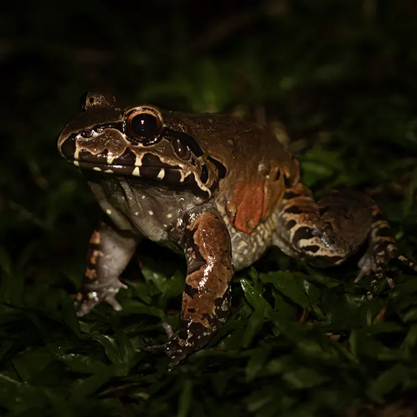 Combo: Sloth Walk + Nighttime Experience - Image 11