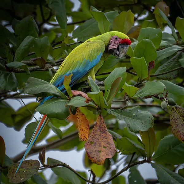 Boca Tapada Wetlands & Rainforest - Image 12