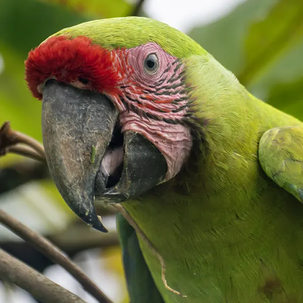 Boca Tapada Wetlands & Rainforest - Image 13