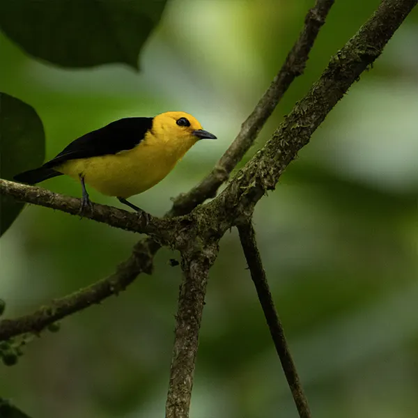 Combo: Arenal Observatory Birding + Sloths - Image 2