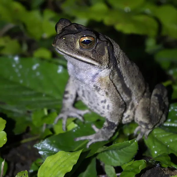 Combo: Sloth Walk + Nighttime Experience - Image 2