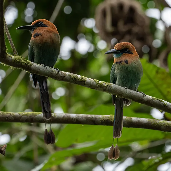 Boca Tapada Wetlands & Rainforest - Image 2