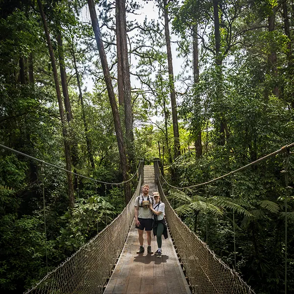 Mistico Hanging Bridges - Image 5