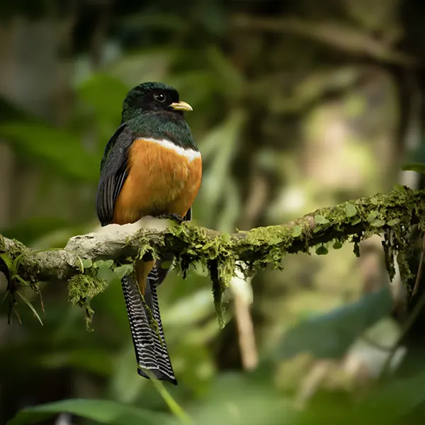 Combo: Arenal Observatory Birding + Sloths - Image 3