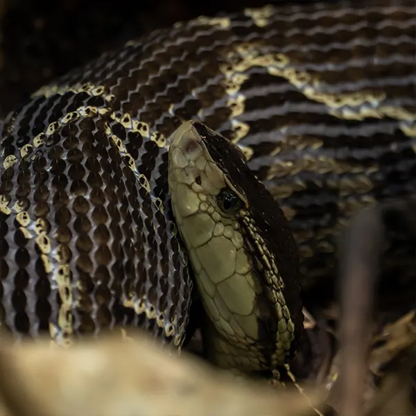 Boca Tapada Wetlands & Rainforest - Image 3