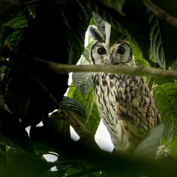 Combo: Sloth Walk + Nighttime Experience - Image 4