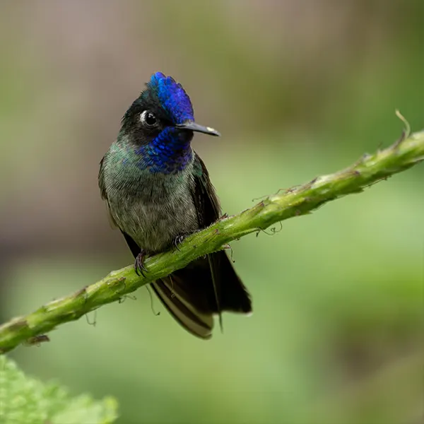 Combo: Arenal Observatory Birding + Sloths - Image 5