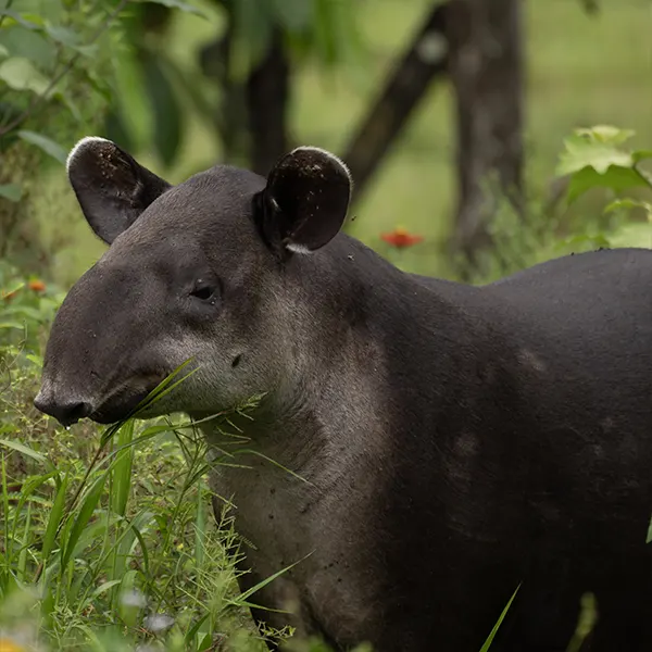 Boca Tapada Wetlands & Rainforest - Image 5
