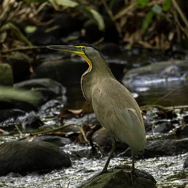 Combo: Arenal Observatory Birding + Sloths - Image 6