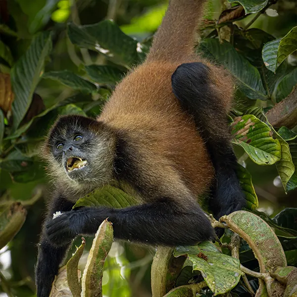 Boca Tapada Wetlands & Rainforest - Image 6