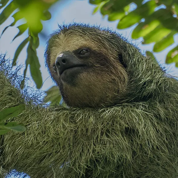 Combo: Sloth Walk + Nighttime Experience - Image 7