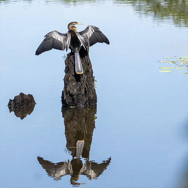 Boca Tapada Wetlands & Rainforest - Image 7