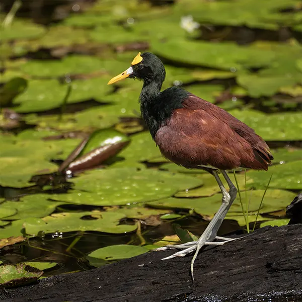 Boca Tapada Wetlands & Rainforest - Image 8