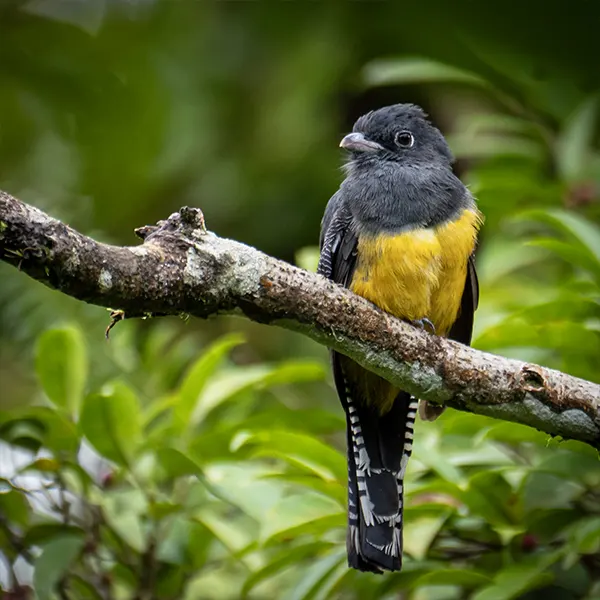 Combo: Arenal Observatory Birding + Sloths - Image 9