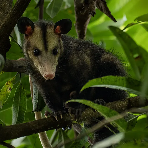 Combo: Sloth Walk + Nighttime Experience - Image 9