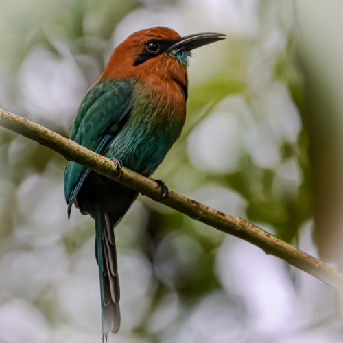 Birding Fortuna town