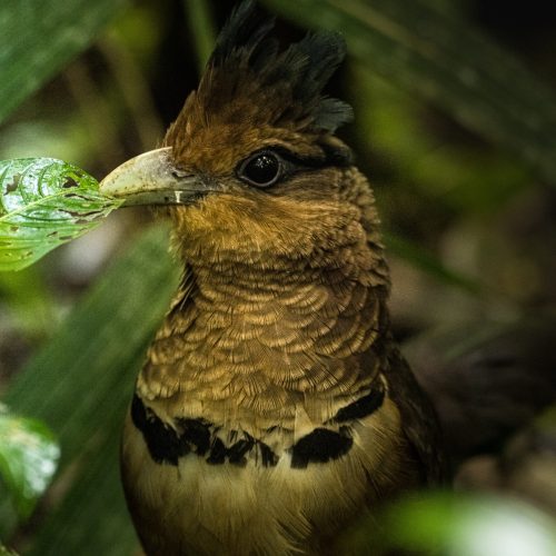 Customise Birding tour_